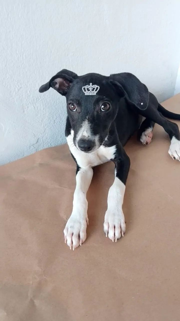 Cães para adoção  - Foto 4