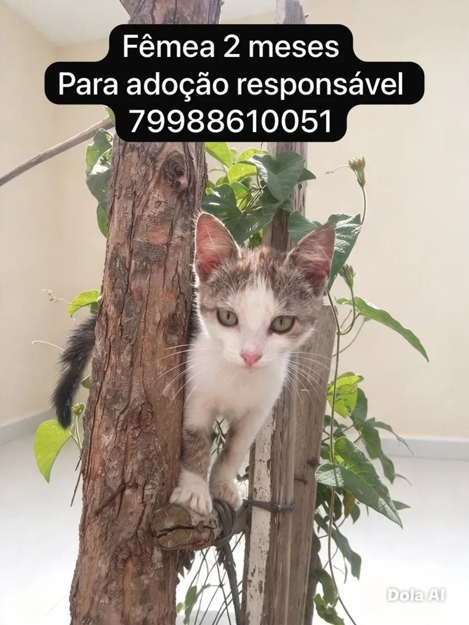 Fêmeas para adoção responsável  - Foto 2