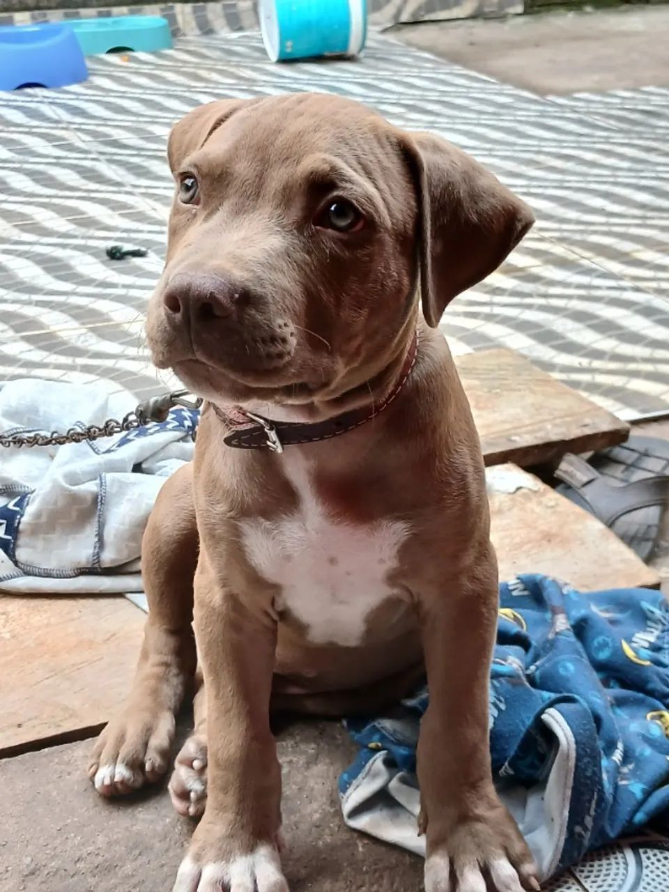 Pitbull Macho 