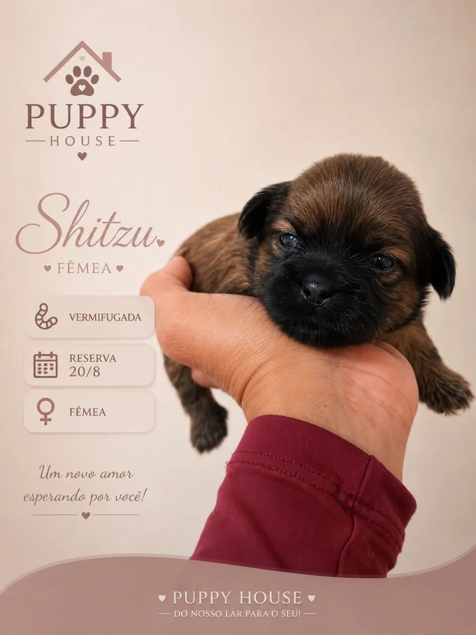 SHITZU - Foto 2
