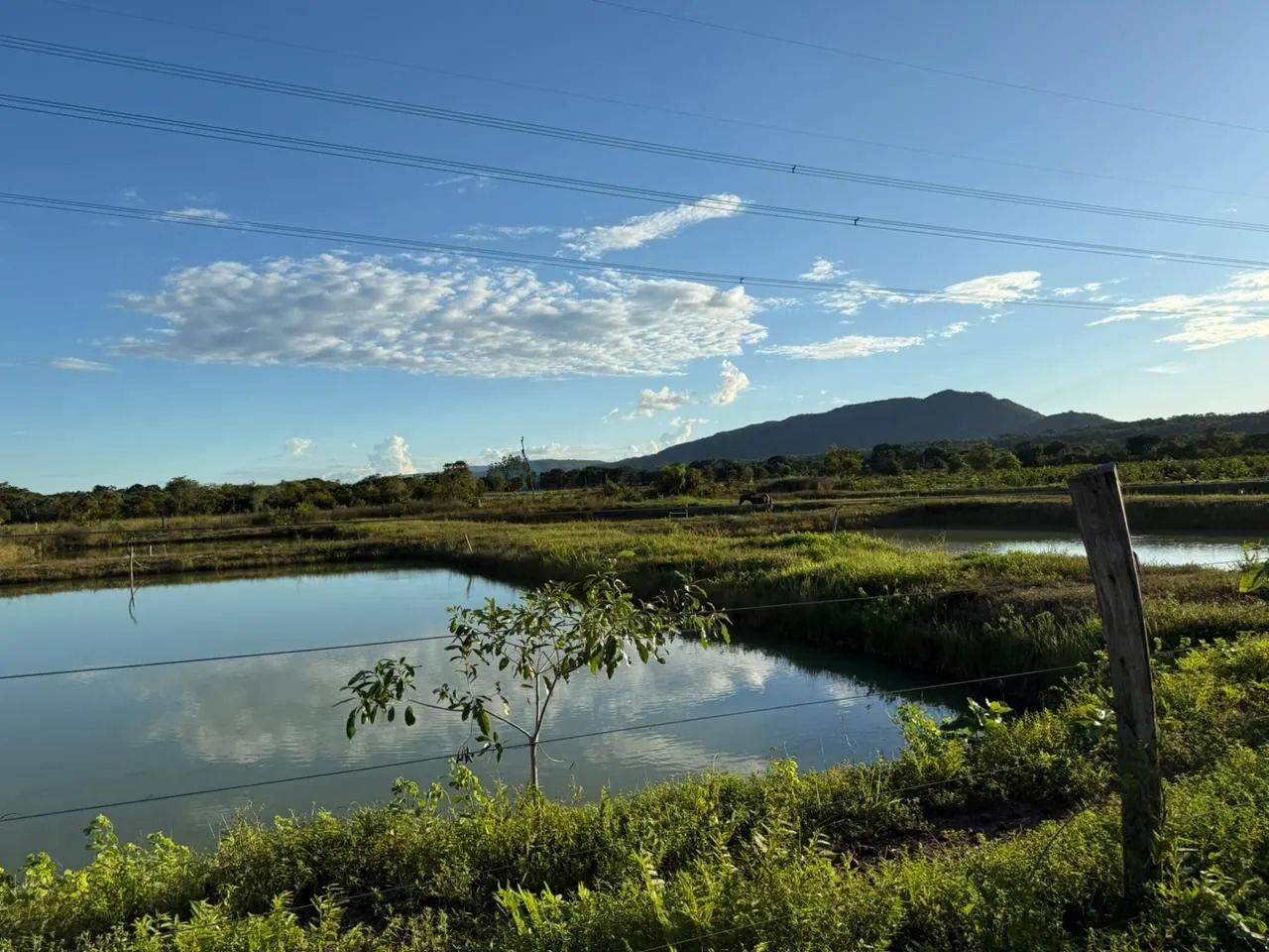 Vendo!!! Um sítio de 12 hectares produtivo  MT - Foto 5