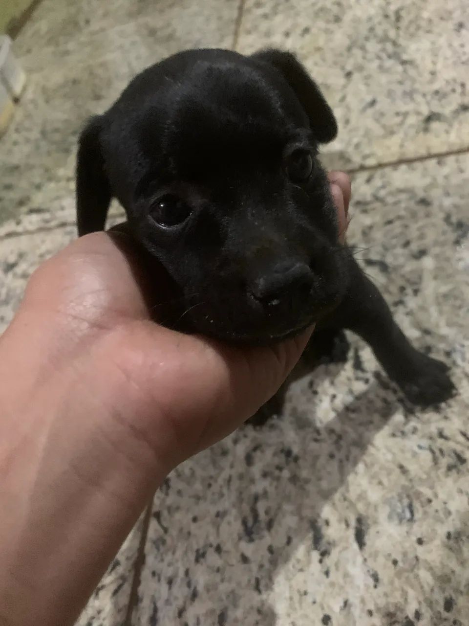 Cachorrinho - Foto 3