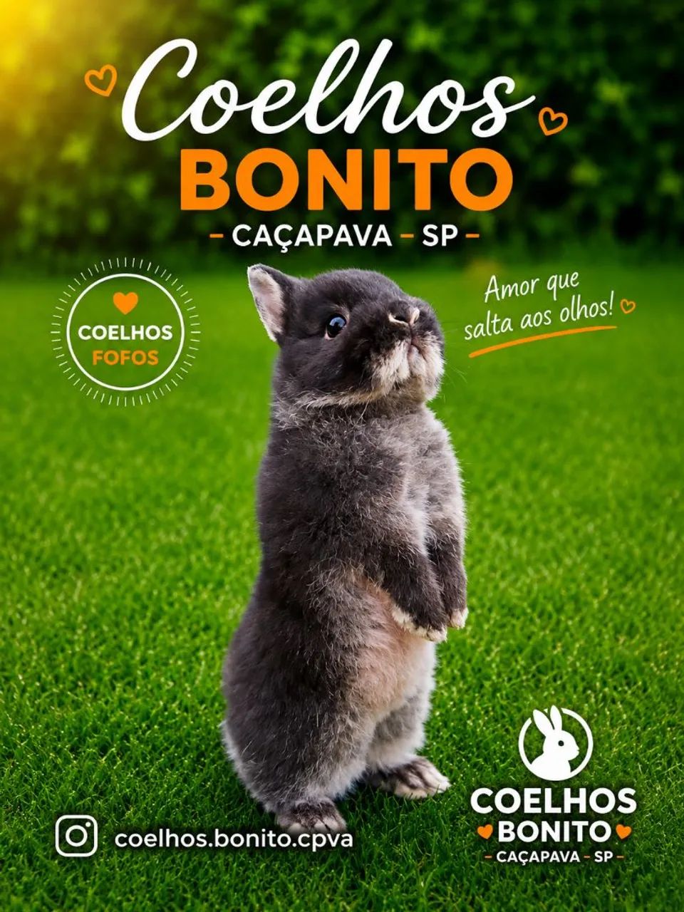 Coelho anão importado Raça netherland dwarf  - Foto 3