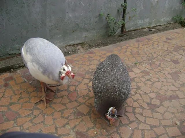 ovos de galinha de angola - Foto 2