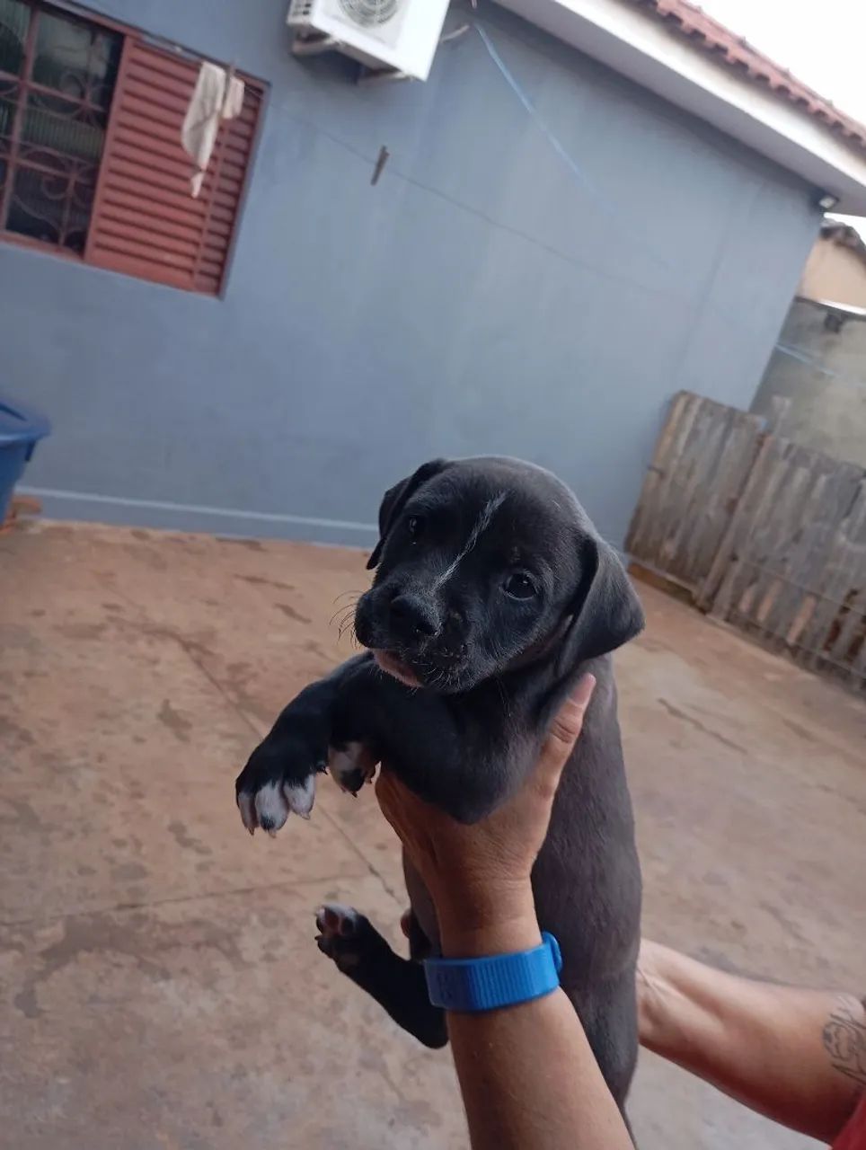 Pitmonster 