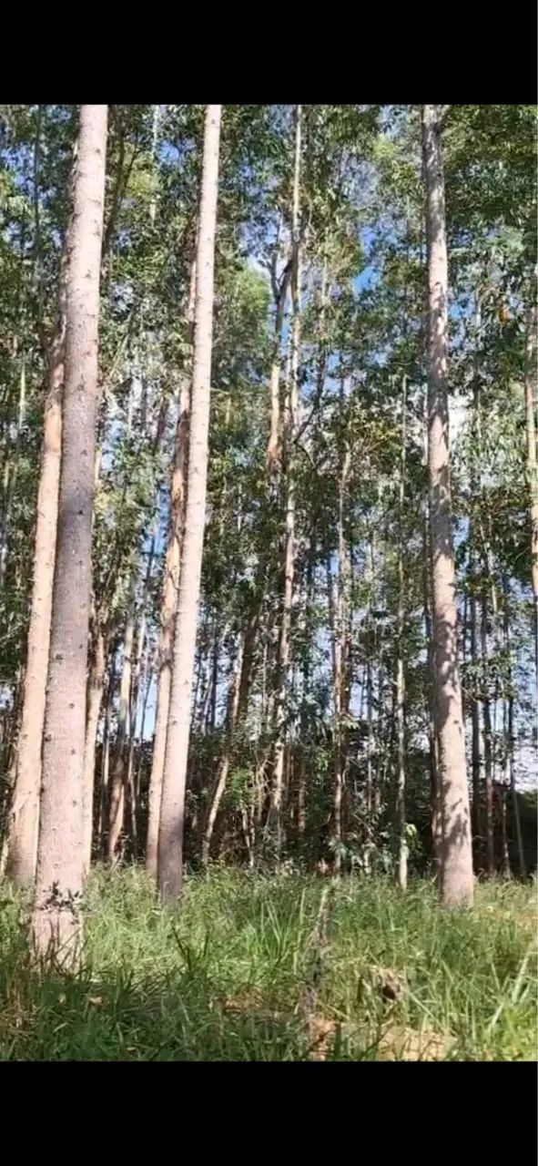 Terreno no Sul de Minas - Foto 3