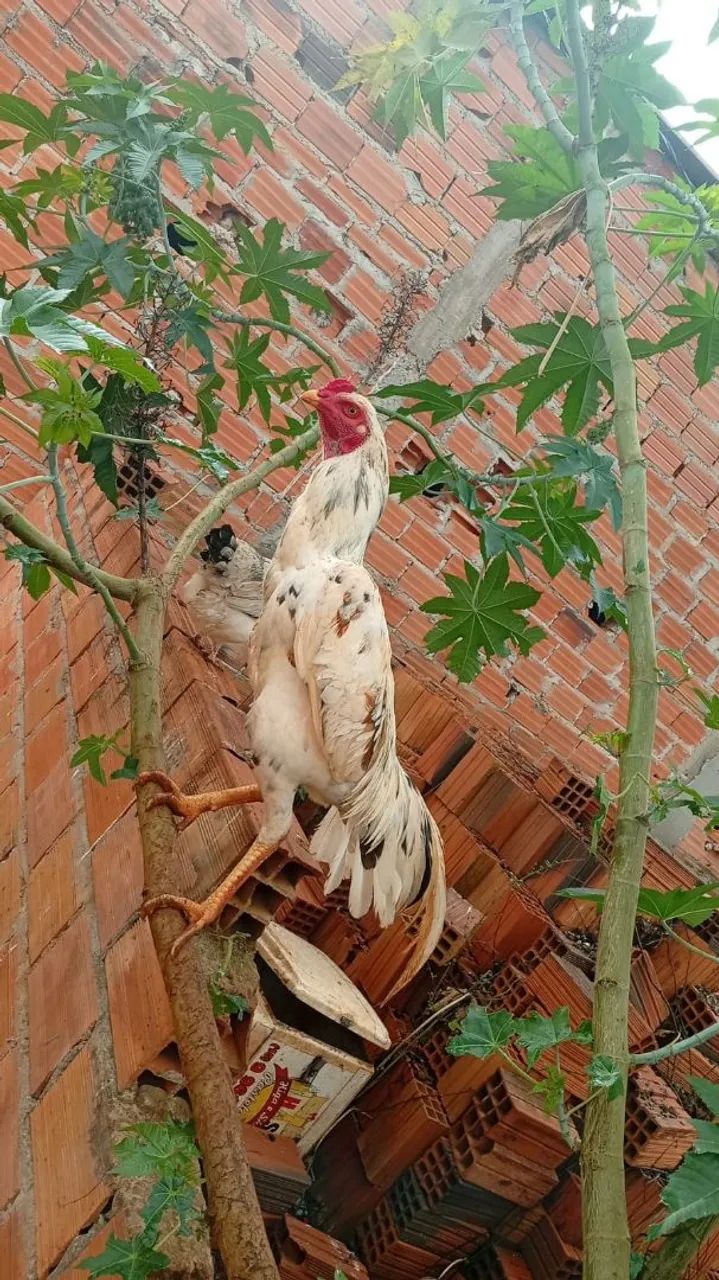 Vende-se BARATO  - Foto 2