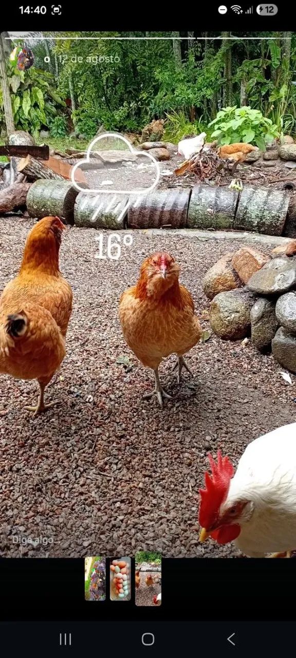Vendo Galinhas ?  - Foto 4