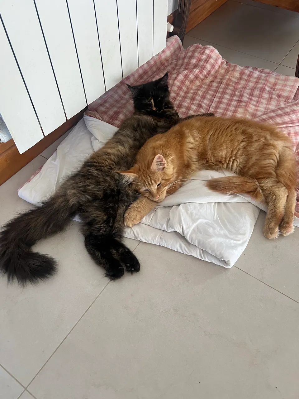 2 Maine Coon - Foto 5