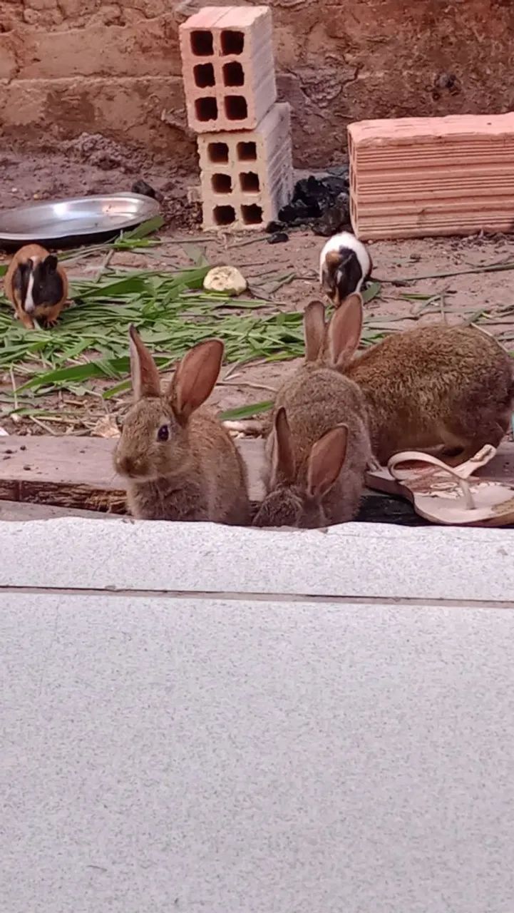 Porquinhos da índia  - Foto 3