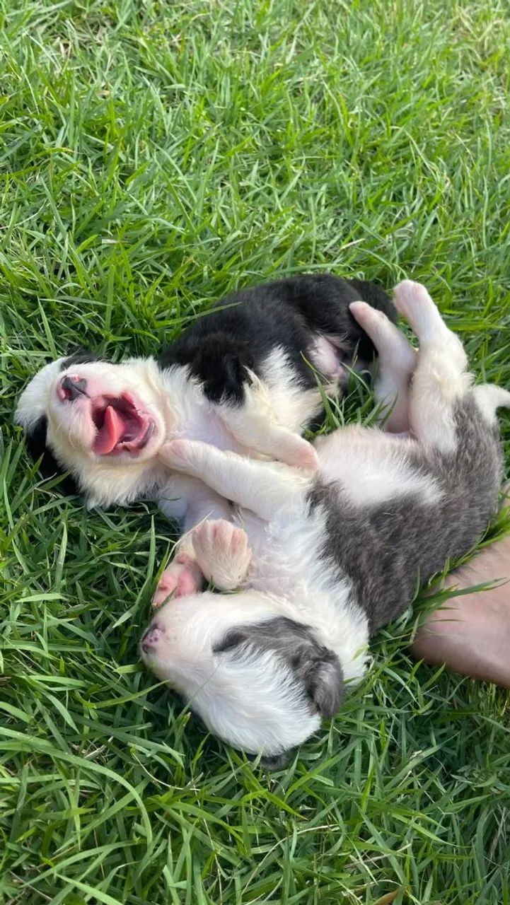 Venda de cachorro - Foto 4