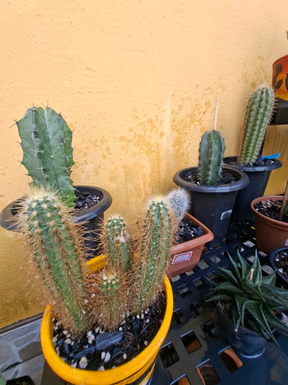 Cacto