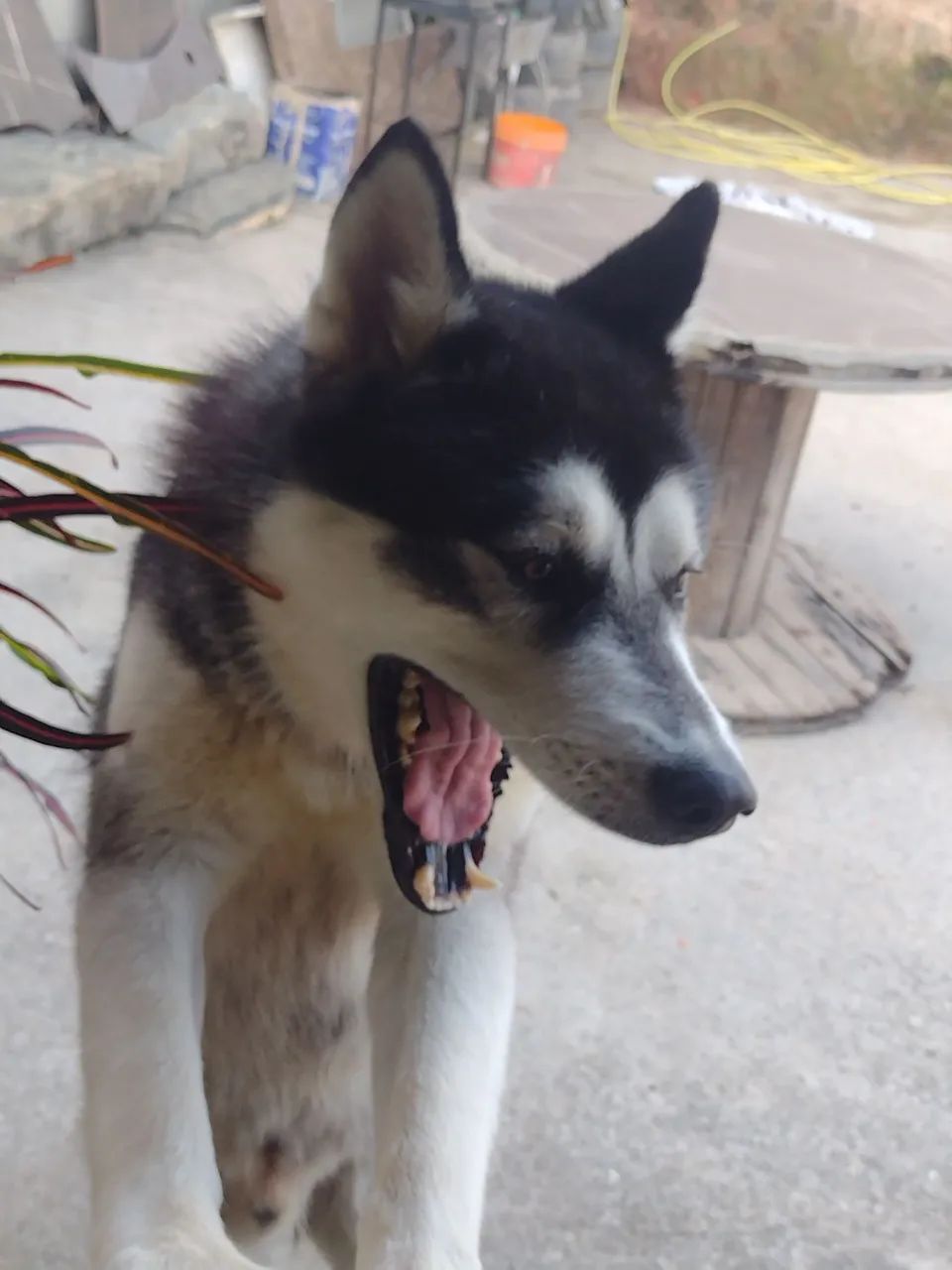 Cachorro  - Foto 2