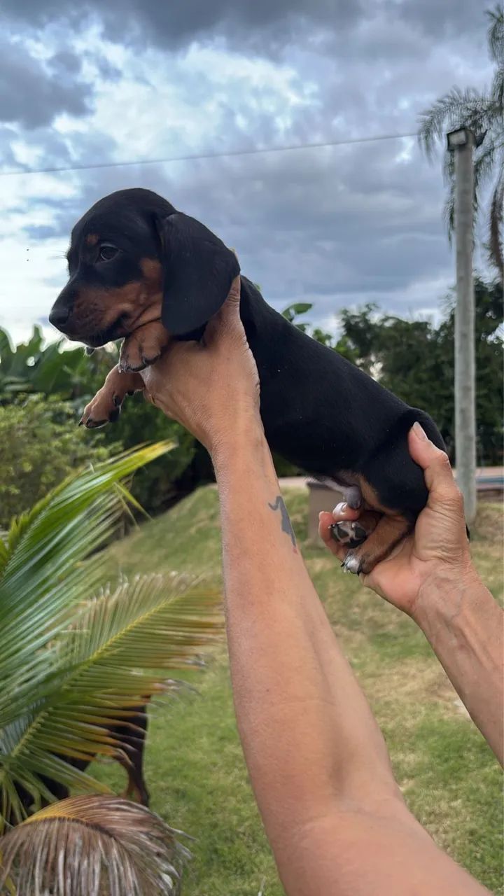 VENDE-SE LINDO BASSET DACHSHUND MINIATURA  - Foto 6