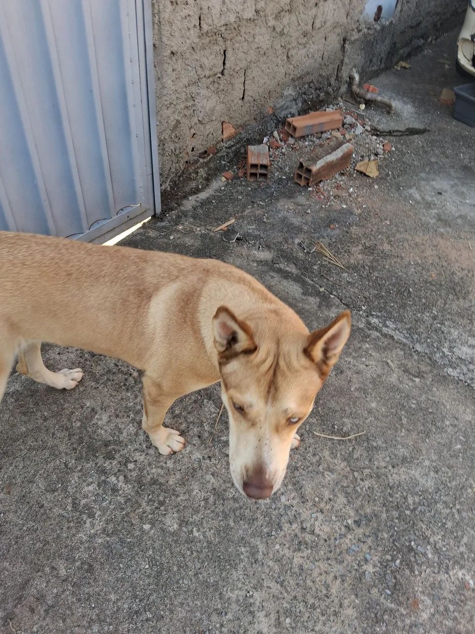 Doação responsável  - Foto 2