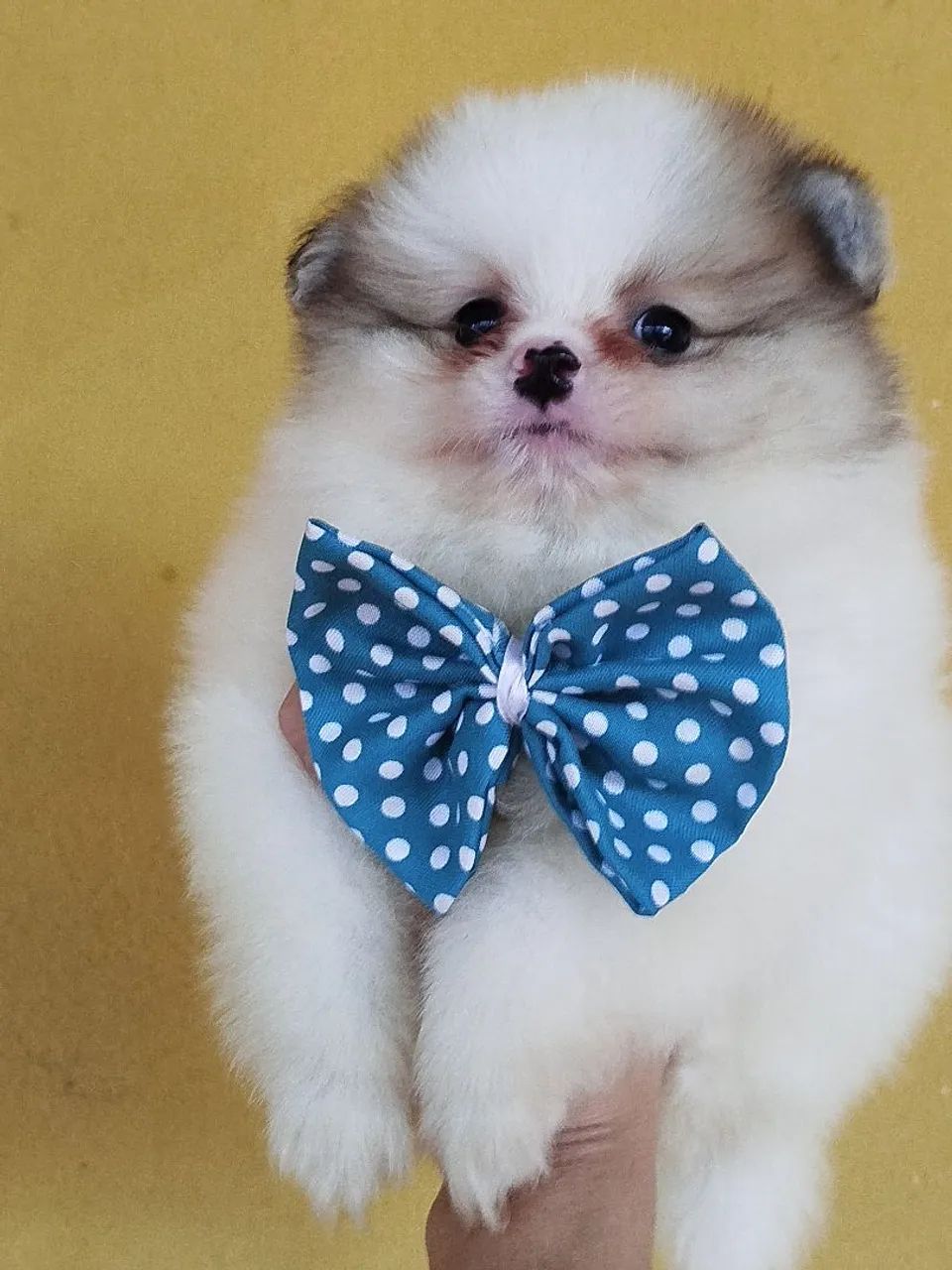 Machinho de spitz alemão particolor. - Foto 4