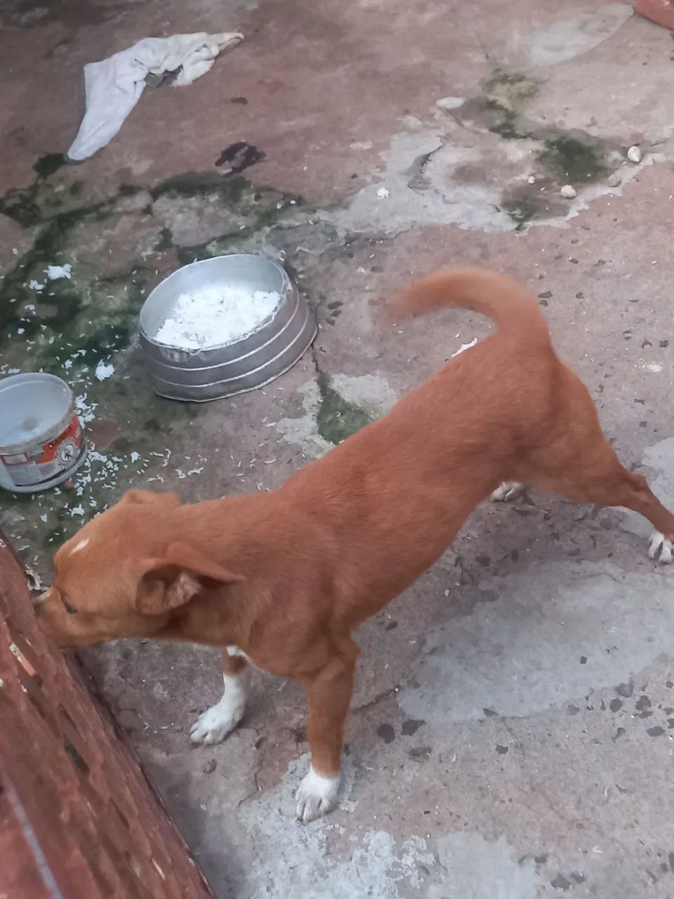 CACHORRO PARA DOAÇÃO  - Foto 2