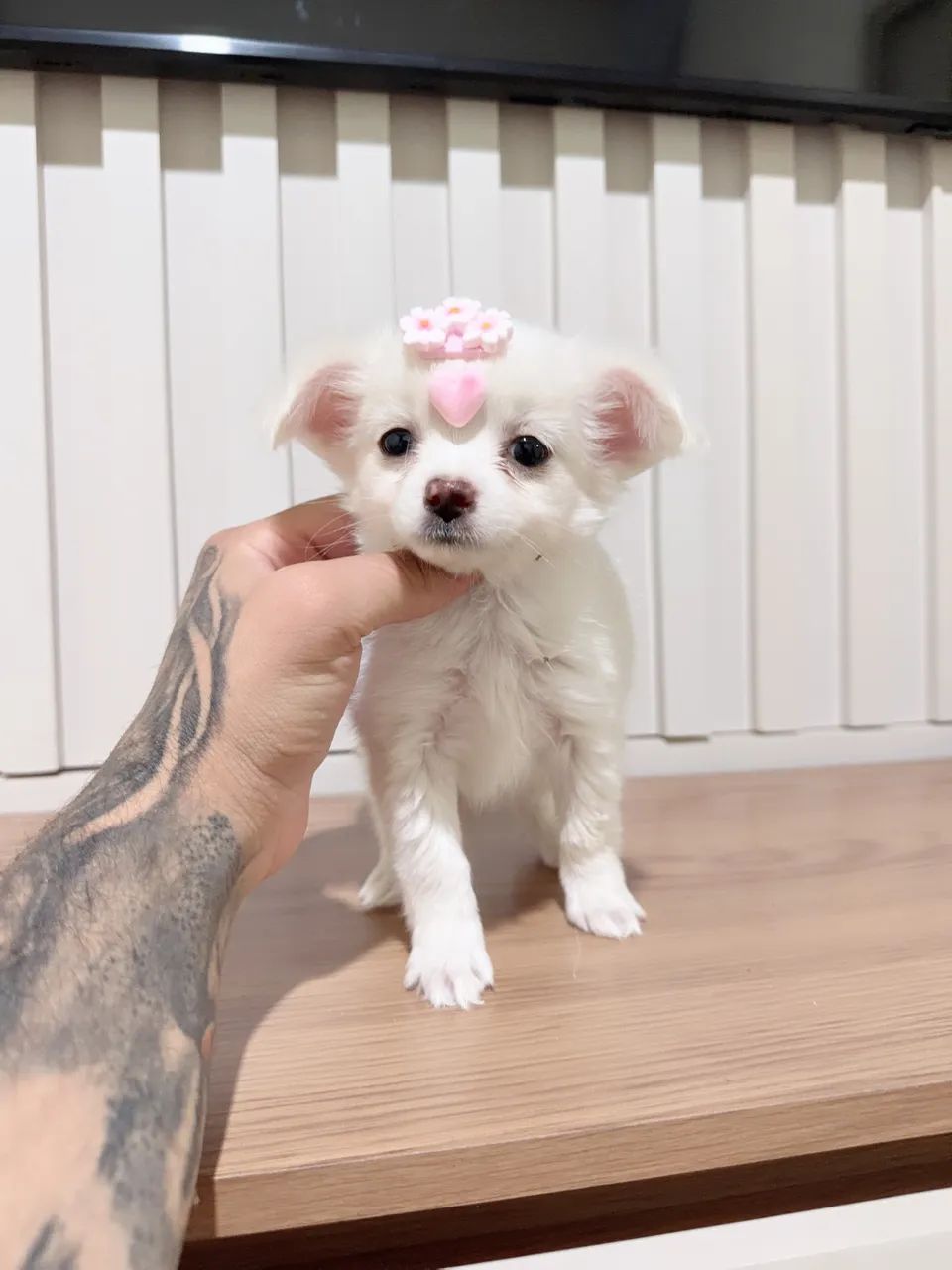Chihuahua fêmeas pelo longo pedigree opcional  - Foto 2
