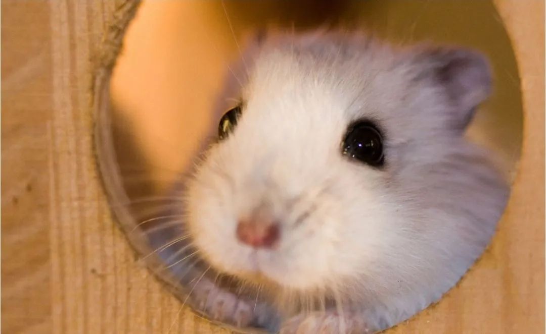 Hamster branco fêmea 5 meses