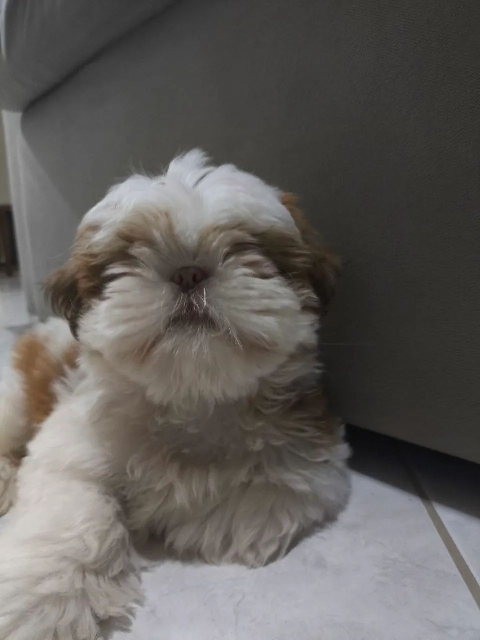 Shitzu 5 meses  - Foto 3