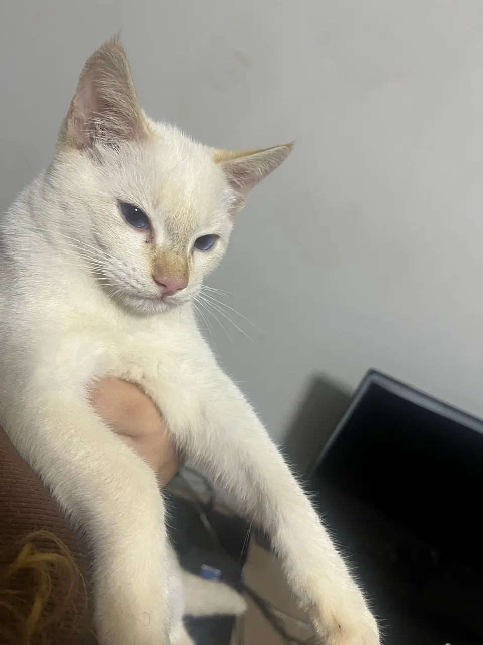 Doa-se gatinhos  - Foto 4