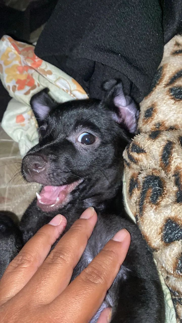 Estou vendendo esse cachorrinho - Foto 5