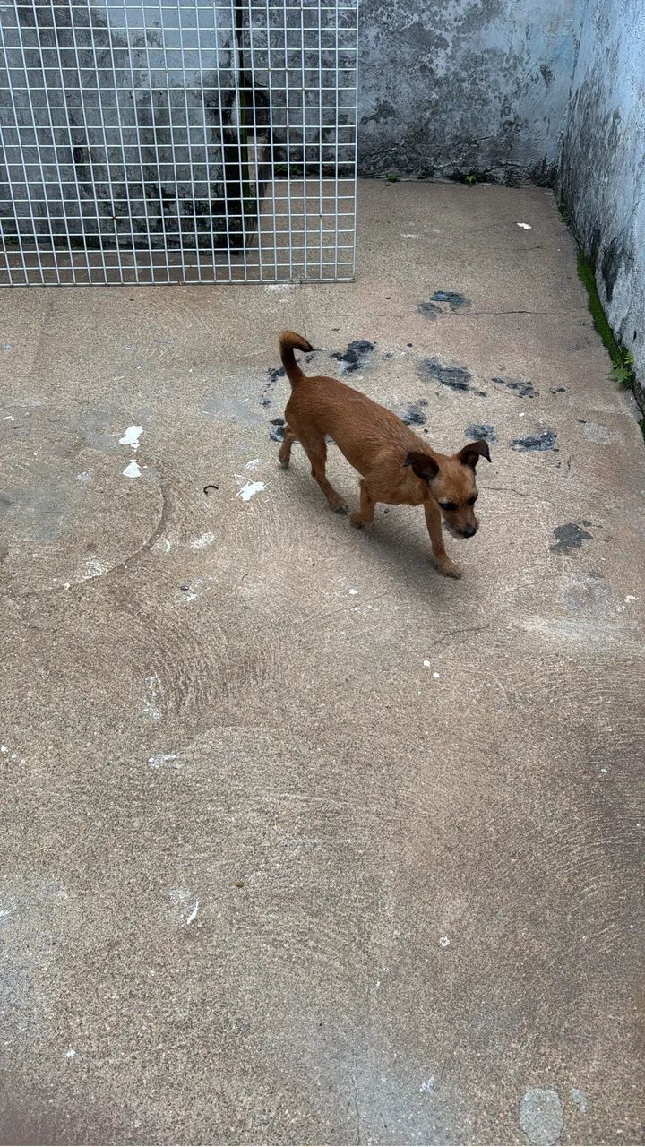 Pet para adoção responsável 