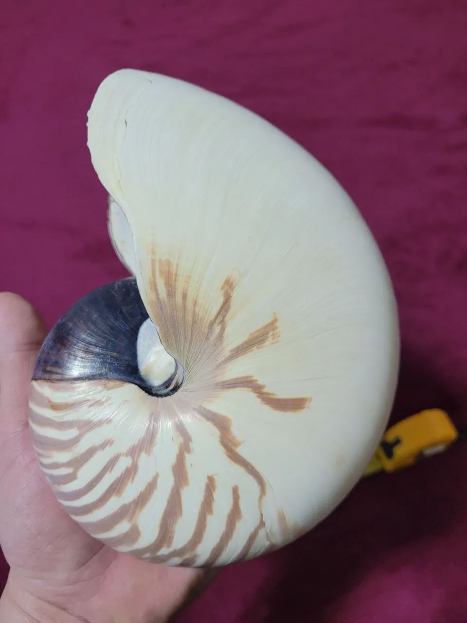 Conchas Nautilus pompilius lista de tigre  - Foto 3