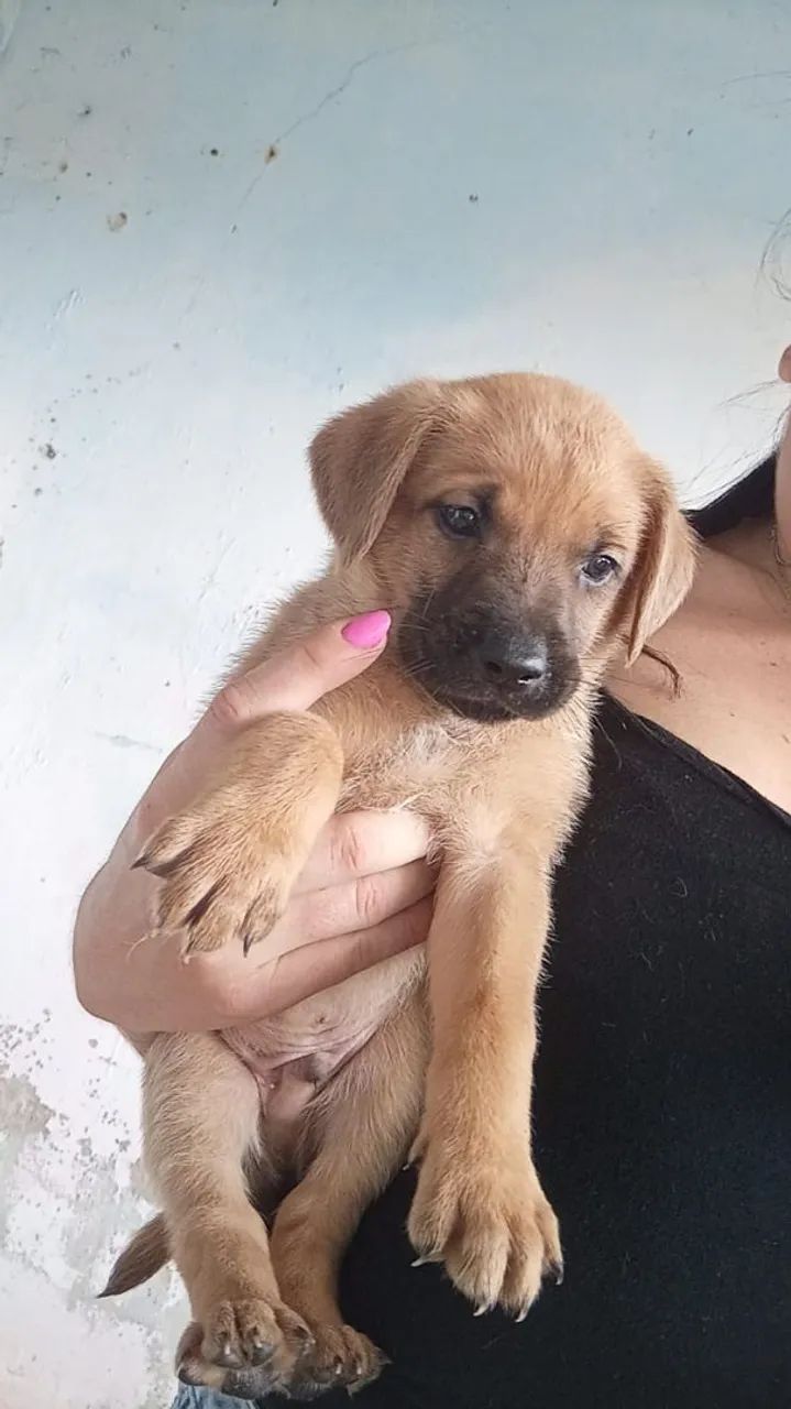 Doaçao de Cachorros Vira-Latas - Porte medio - Parelheiros/SP - Foto 4