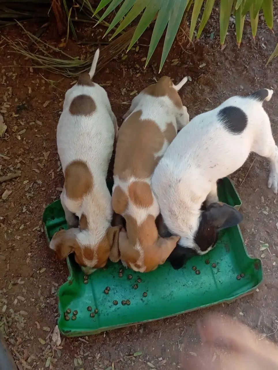 Cachorro americano  - Foto 3