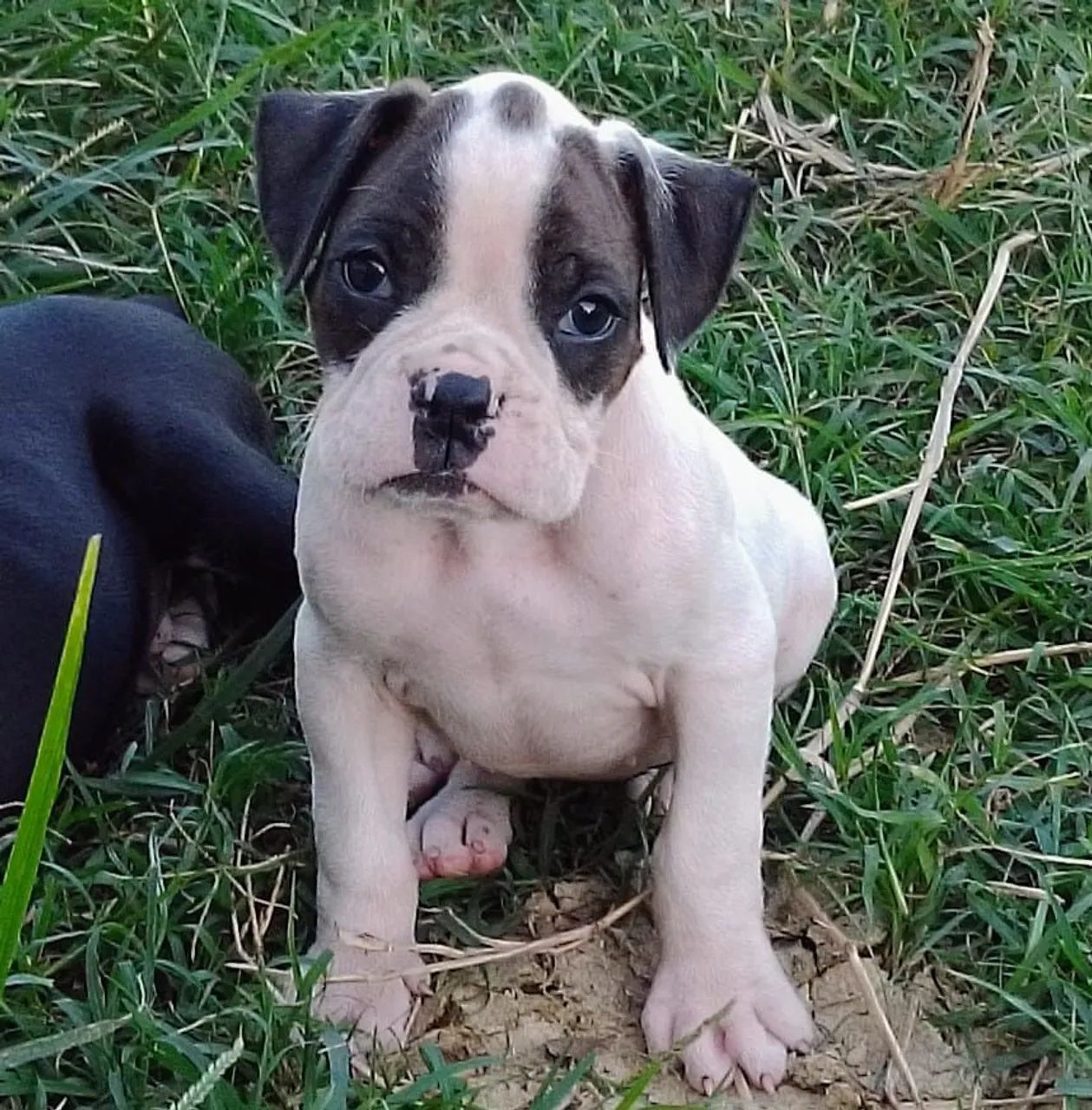Boxer filhotes  - Foto 3