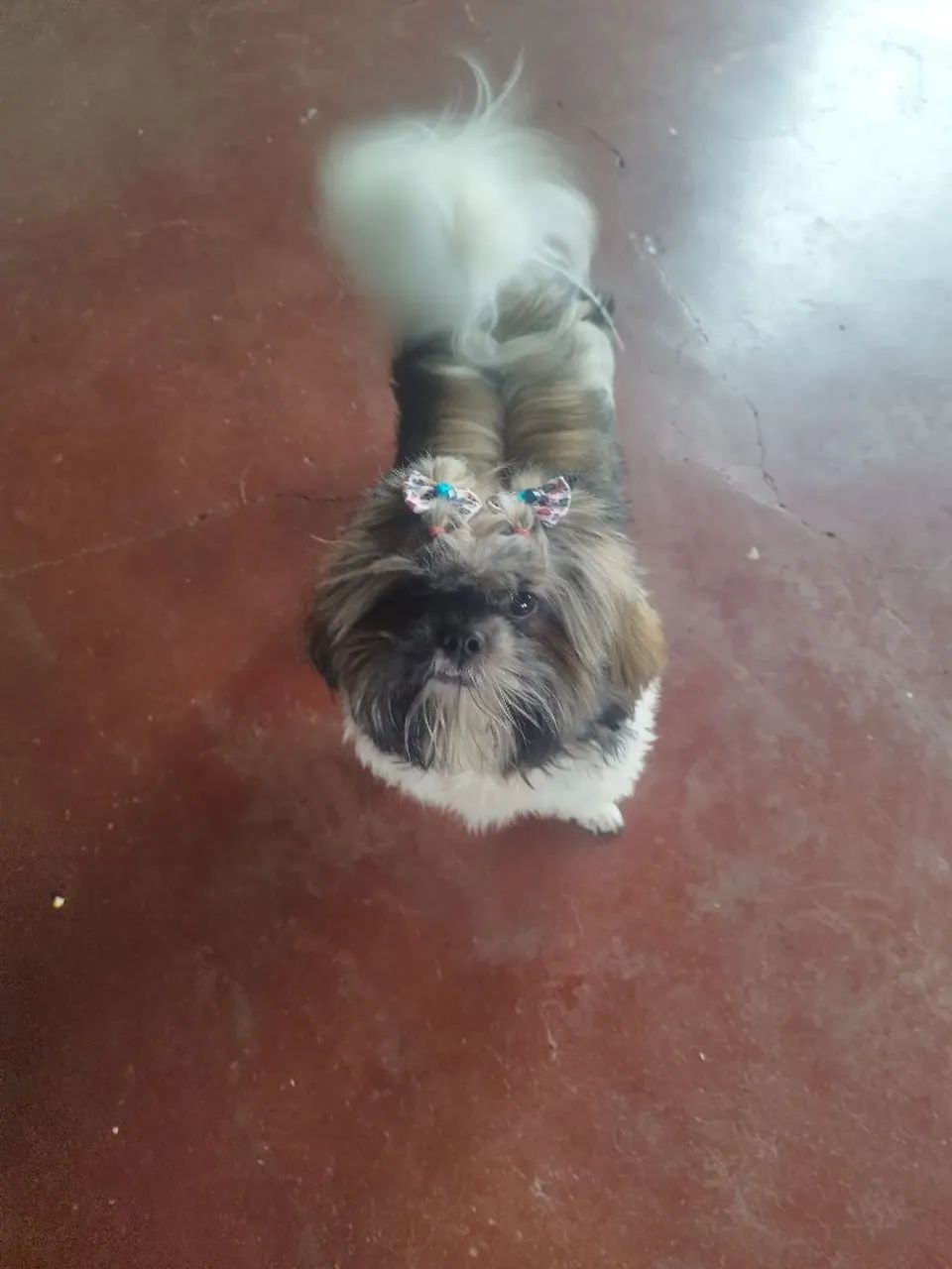 Cachorro  - Foto 5