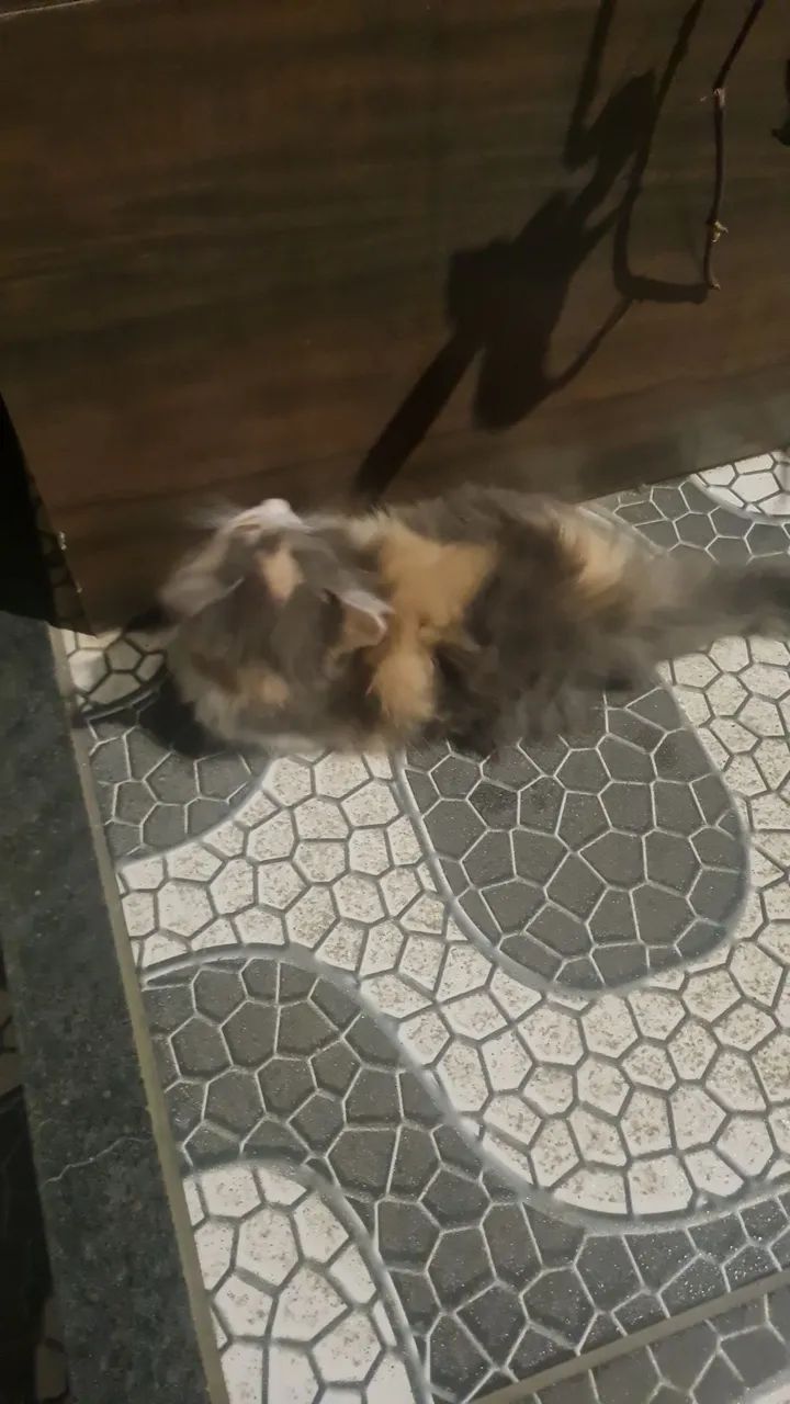 Gatinha prá doação  - Foto 4