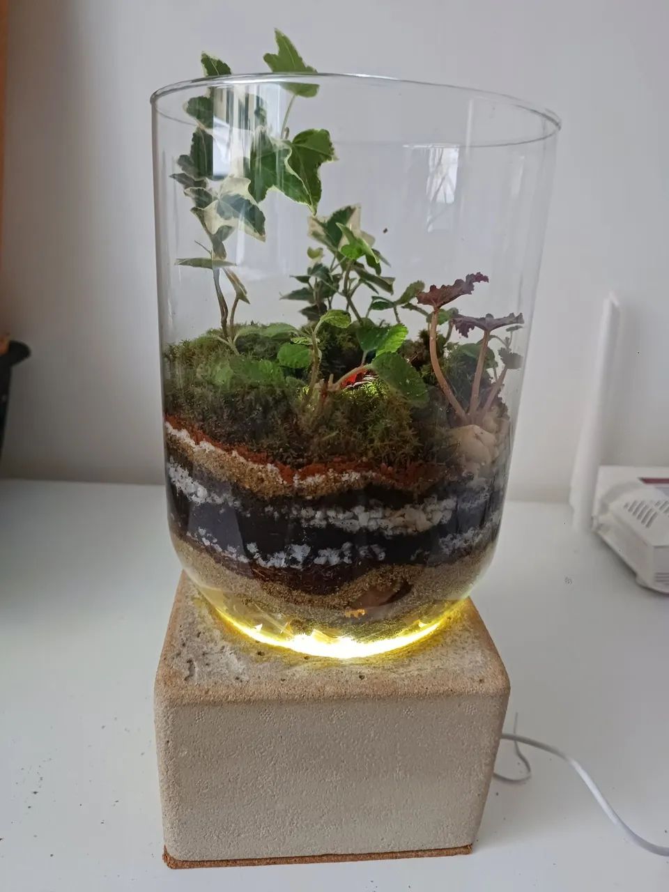 Terrários  - Foto 2