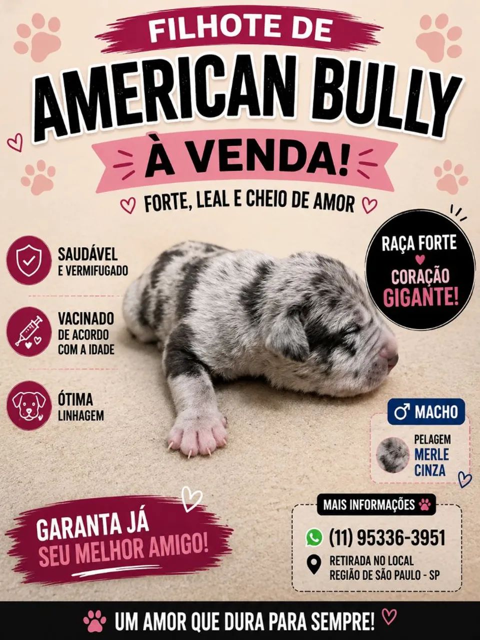 American Bully  - Foto 4
