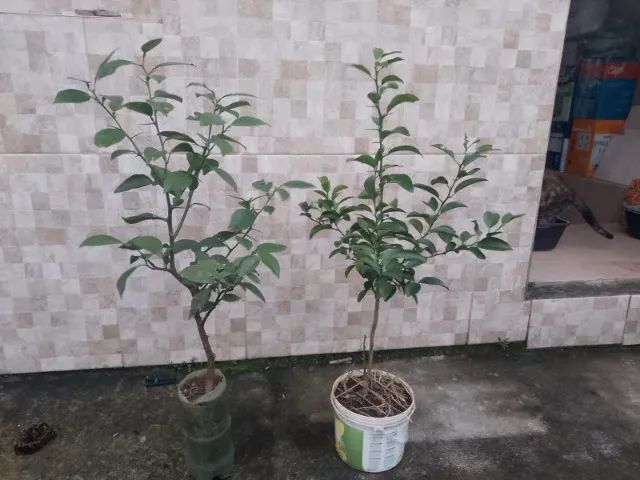 Frutiferas - Mudas de ótima procedência - R$ 15,00 cada IMPERDÍVEL. - Foto 5