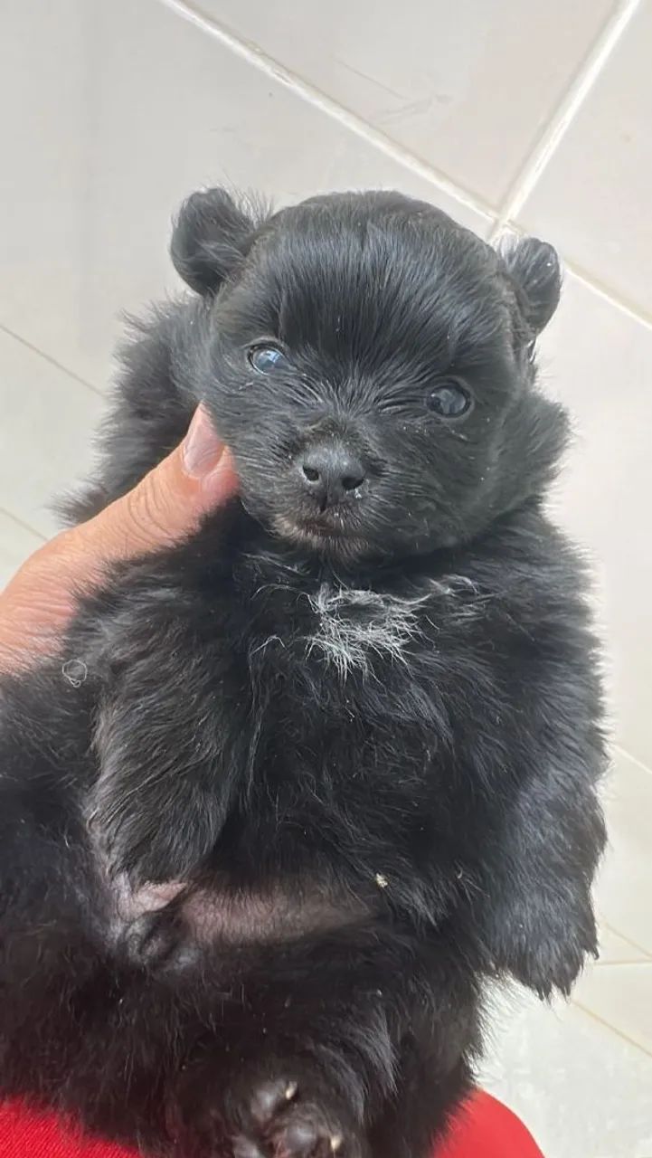 Vendo Spitz alemão  - Foto 2