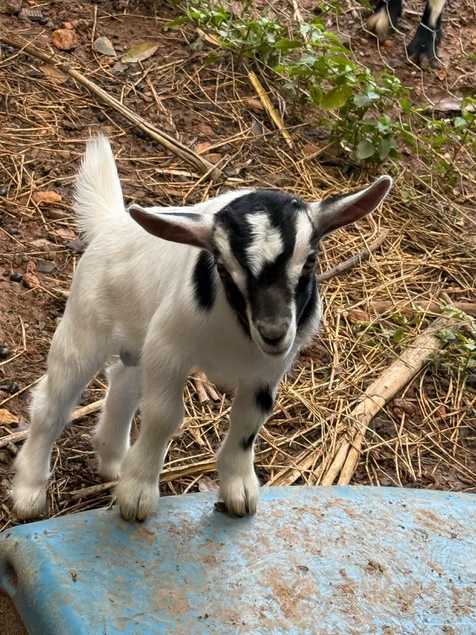 Mini cabras (mini bode, mini animais)  - Foto 2