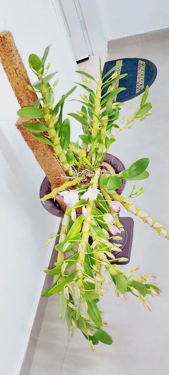 ORQUÍDEA  - Foto 4