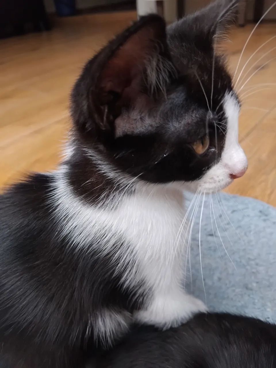 Adoção responsável - Foto 2