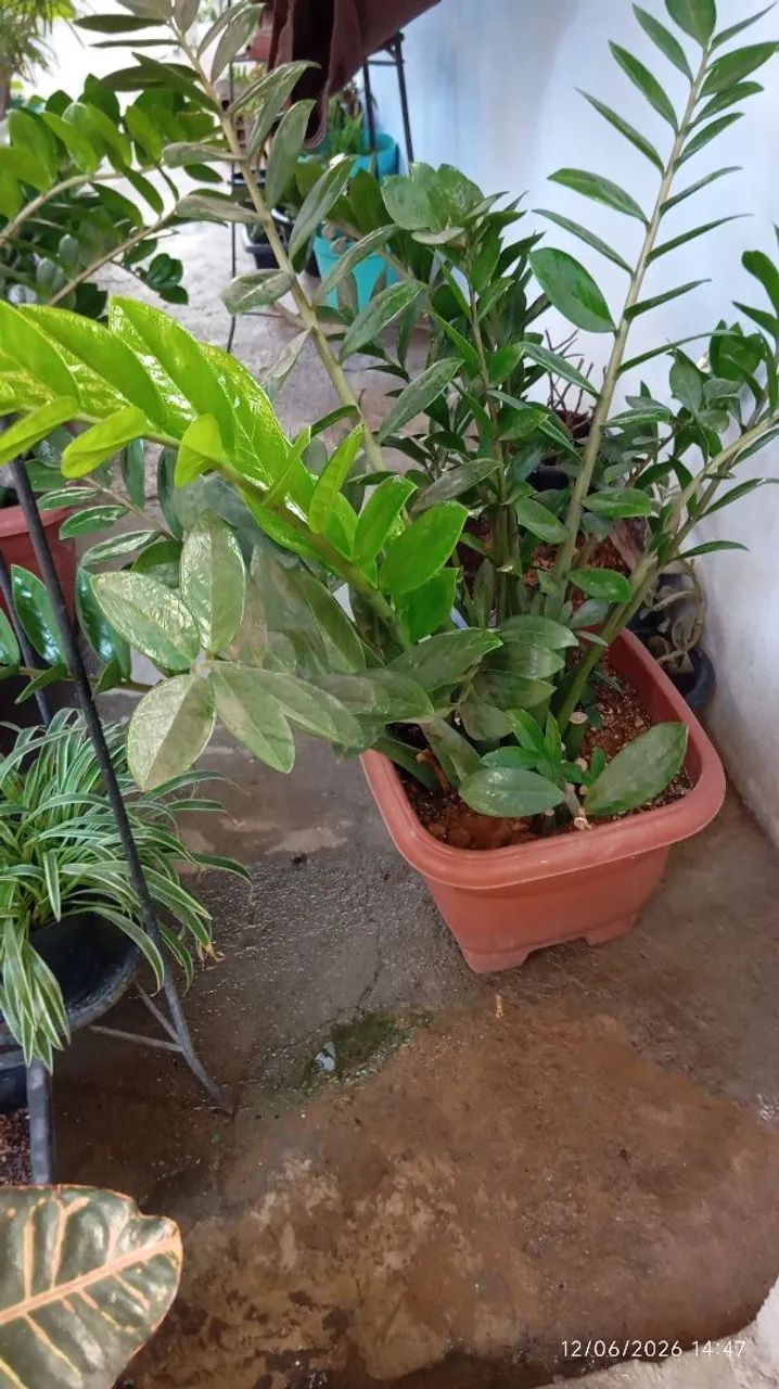  Planta Zamioculca 