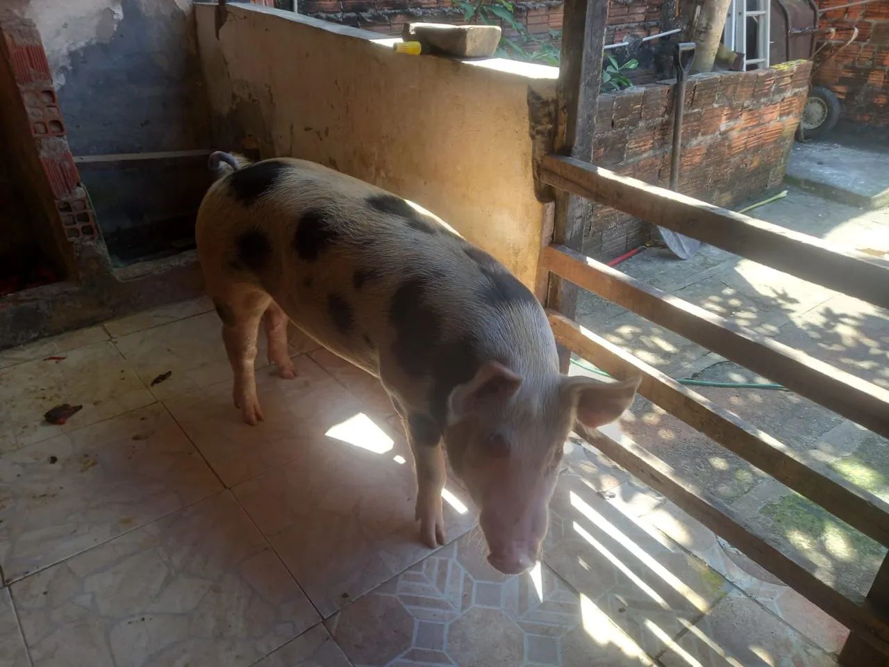 Suíno 