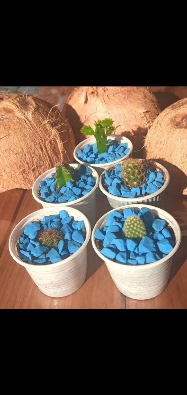 Cactos  - Foto 2
