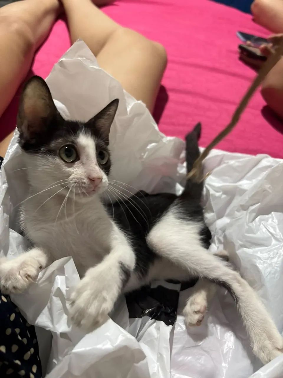 Gata para adoção  - Foto 5