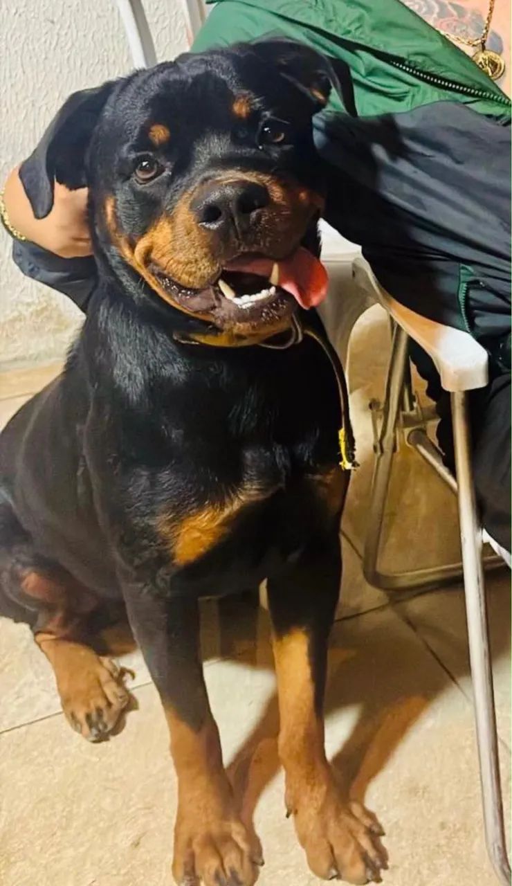 Rottweiler  - Foto 3