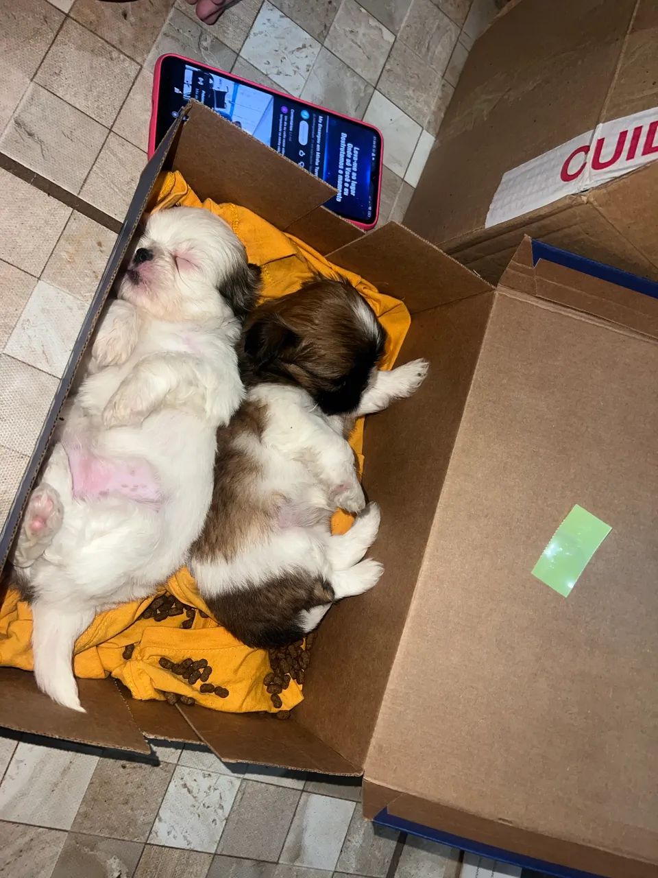 Shihtzu 