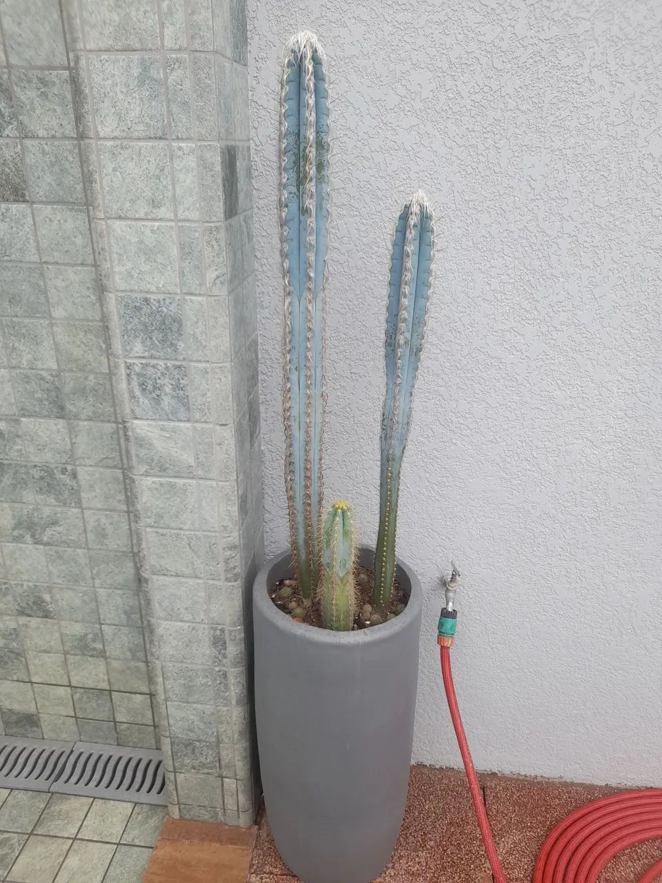 Cactos Azul - Foto 3
