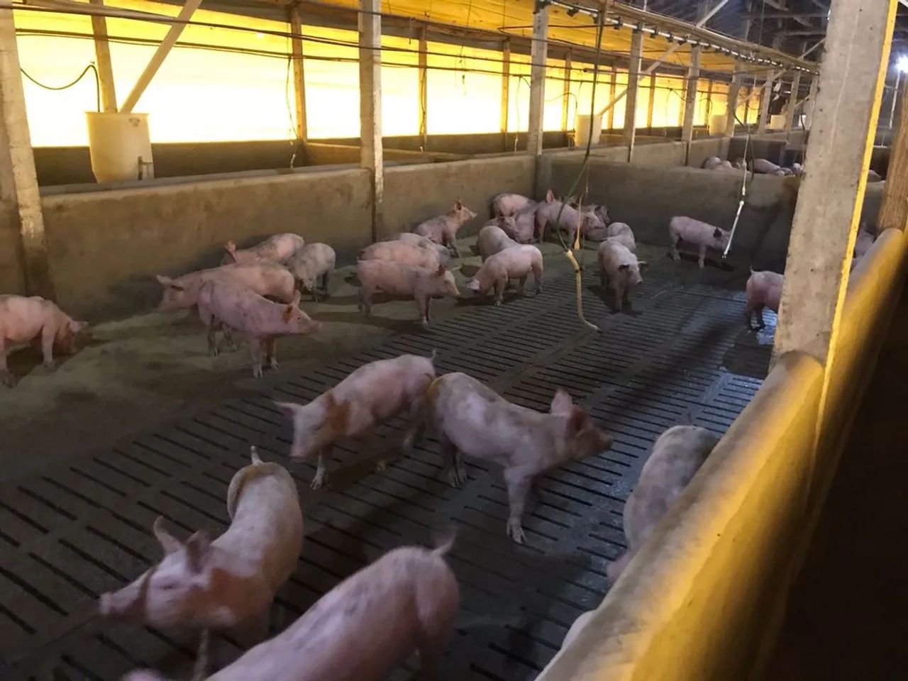 OPORTUNIDADE  GRANJA DE ALTA PRODUTIVIDADE EM TOLEDO  PR - Foto 4