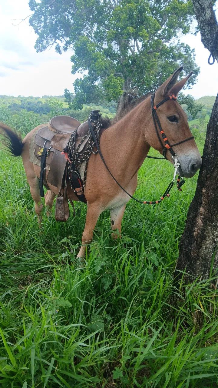 Burro manso - Foto 6