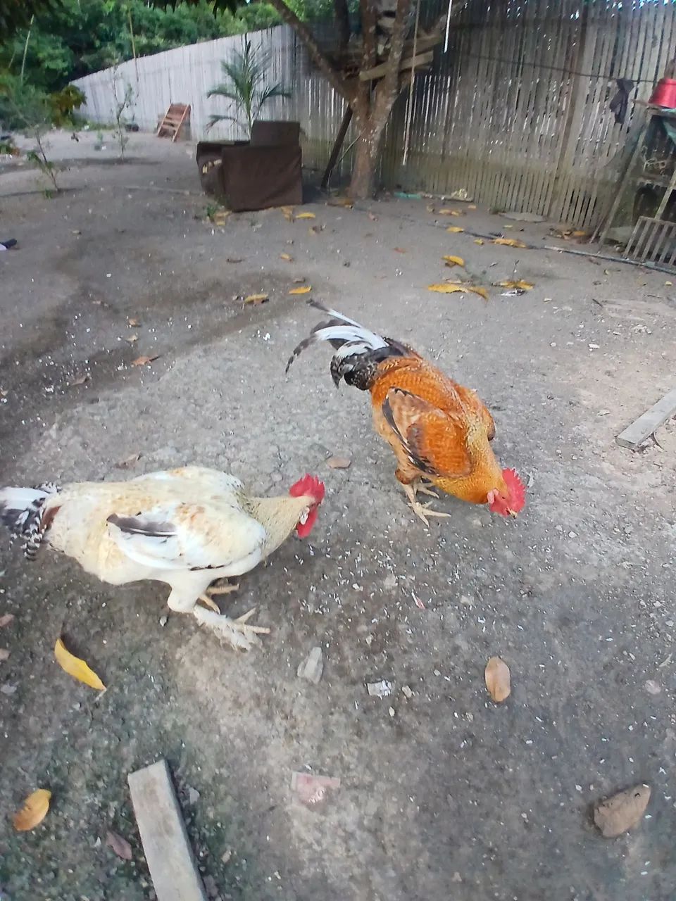 Galinha - Foto 2
